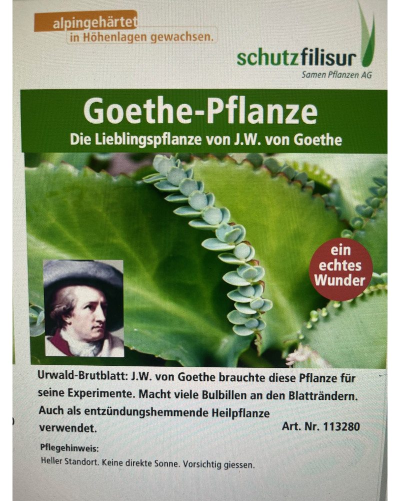 Goethe-Pflanze, Urwald-Brutblatt Pflanze