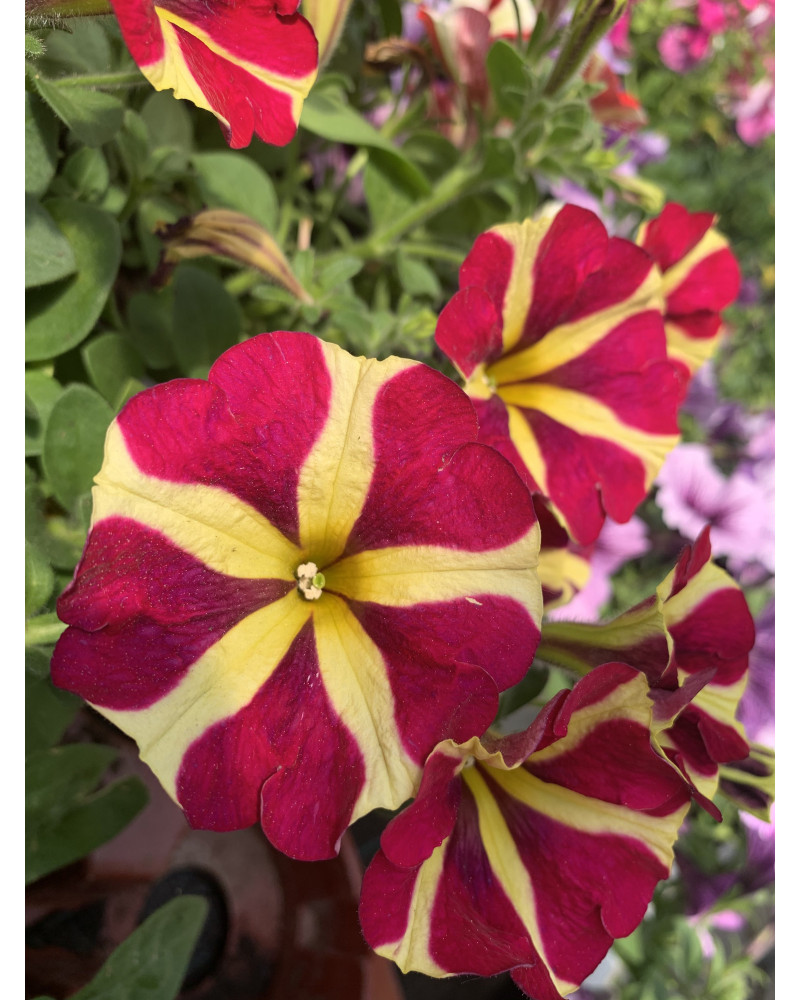 Hängepetunie, Amore