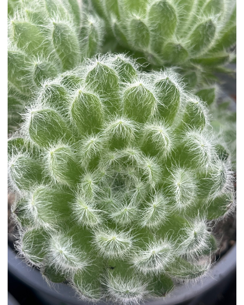 Sempervivum ciliosum var. borisii