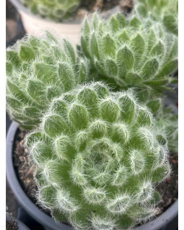 Sempervivum ciliosum var. borisii