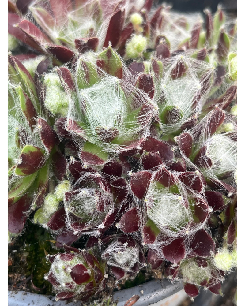 Roter Spinnwebhauswurz, Sempervivum arachnoideum Webbianum Aureum Pflanze