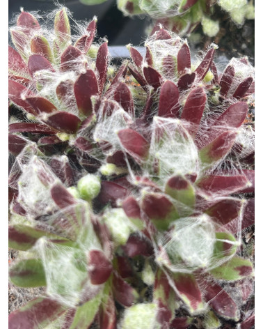 Roter Spinnwebhauswurz, Sempervivum arachnoideum Webbianum Aureum Pflanze
