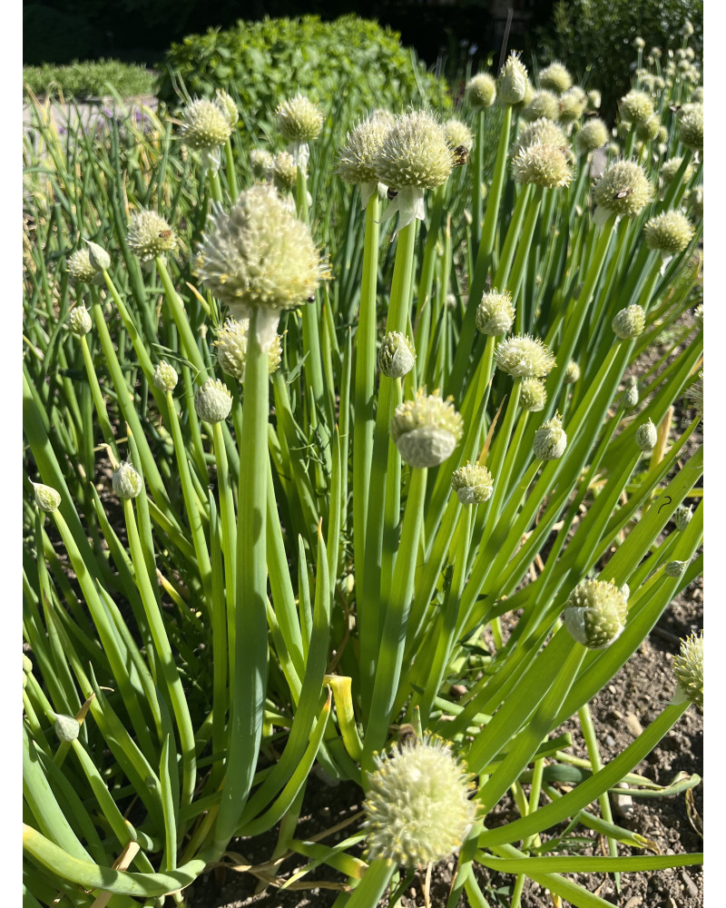 bienenweide saatgut nabu Bio-Blühmischung Bienenweide Saatgut-Mischung (mehrjährig) main image 1
