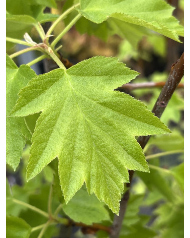 Sorbus torminalis, Elsbeere