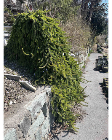 Picea abies Inversa, Hängefichte Filisur