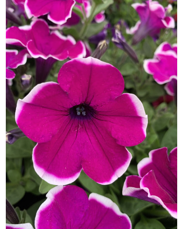 Hängepetunien Amethyst