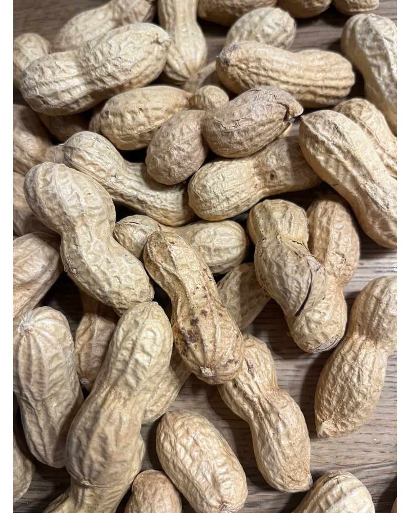 Arachis hypogaea, Erdnuss, Erdnüssli, Spanische Nüssli,