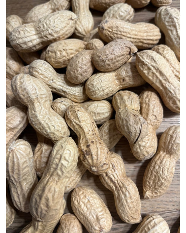 Arachis hypogaea, Erdnuss, Erdnüssli, Spanische Nüssli,