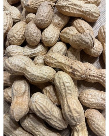 Arachis hypogaea, Erdnuss, Erdnüssli, Spanische Nüssli,