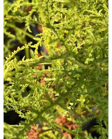 Pelargonium filicifolium, Balsam-Duftgeranie