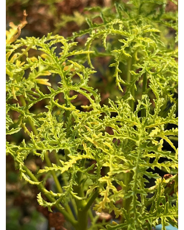 Pelargonium filicifolium, Balsam-Duftgeranie