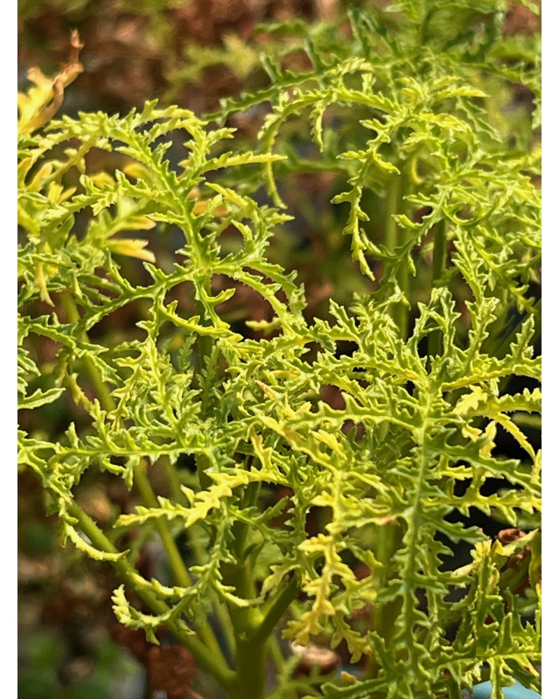 Pelargonium filicifolium, Balsam-Duftgeranie