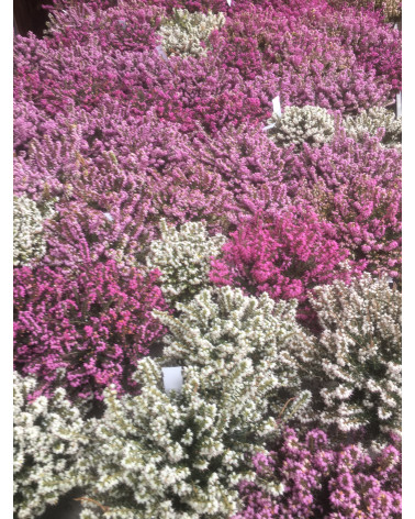 Erica carnea, Heidekraut