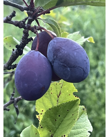 Zwetschge Fellenberg