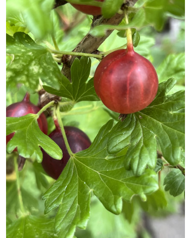 Stachelbeere Hinnonmaeki rot