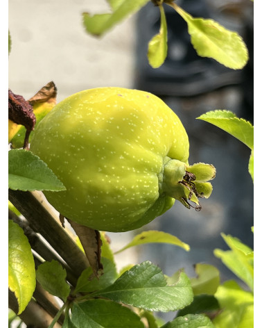 Nordische Zitrone, Chaenomeles Cido