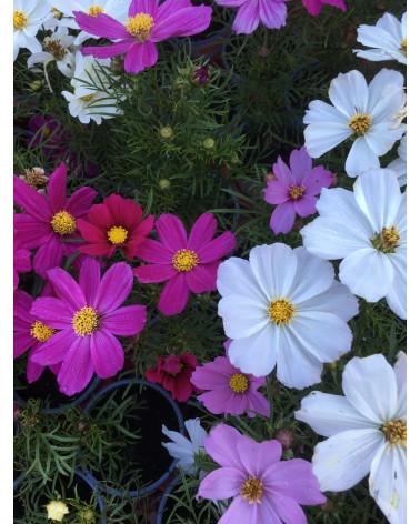 Cosmos bipinnatus, Cosmea, Kosmee