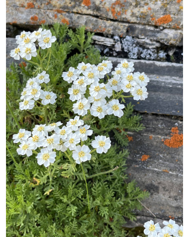 Achillea moschata
