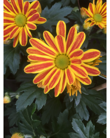 Gazania rigens  Red Stripe SCHUTZ FILISUR