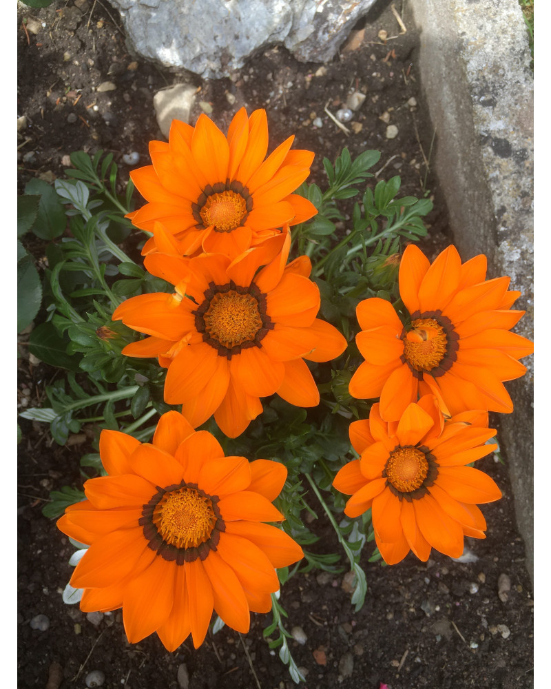 Gazania splendens Mittagsblume Mischung