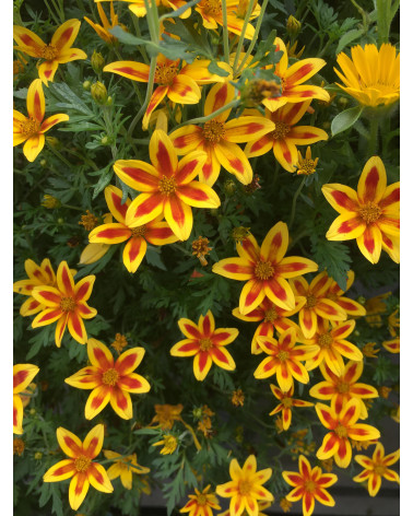 Bidens ferulifolia Tiger Bee Schutz Filisur