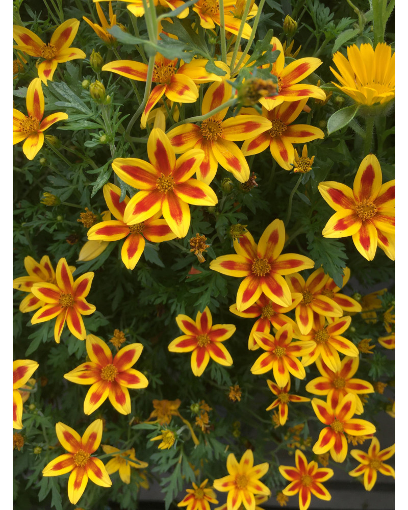 Bidens ferulifolia Tiger Bee Schutz Filisur