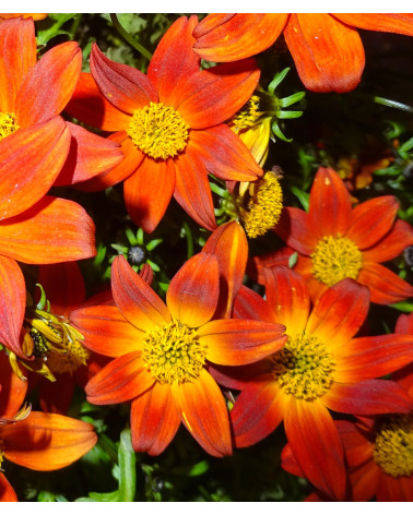 Bidens Feuerstern