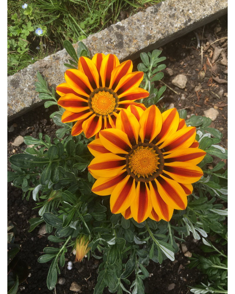 Gazania splendens Red Stripe