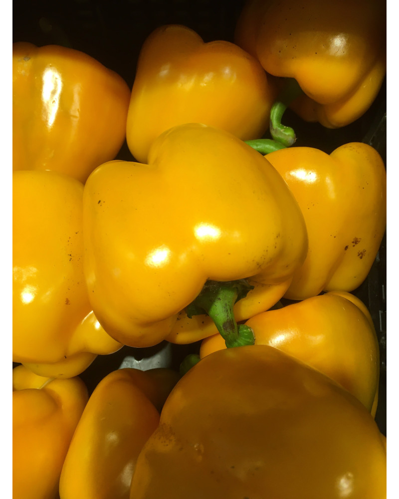 Peperoni gelb