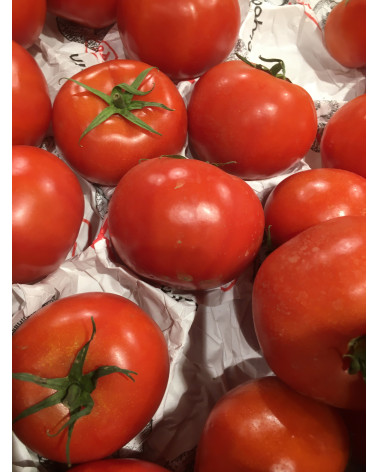 Normalfruchttomate veredelt