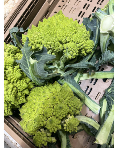 Blumenkohl Romanesco Setzling