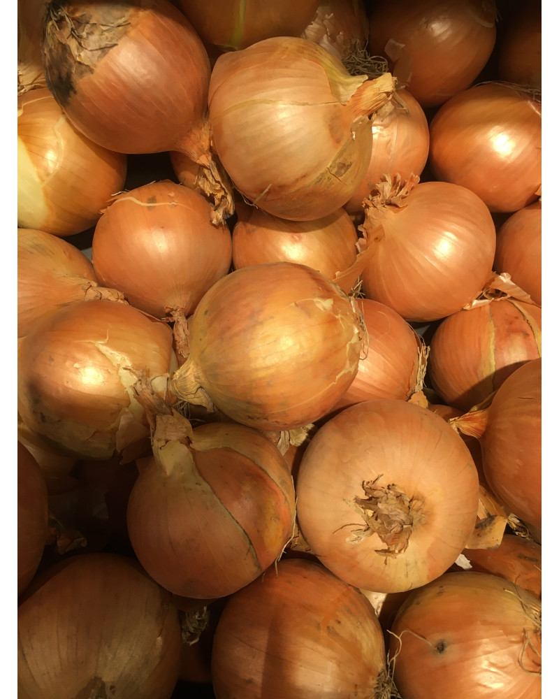 Zwiebeln Gelbe Wädenswiler