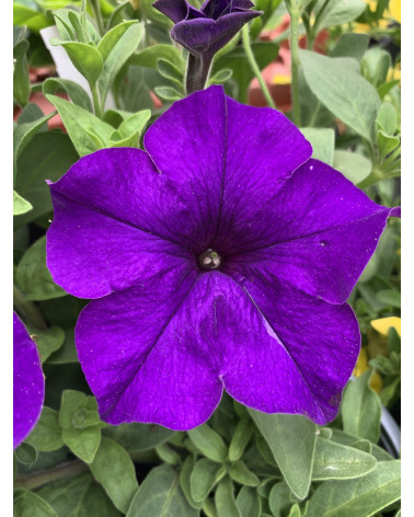 Bergpetunie Laax blau