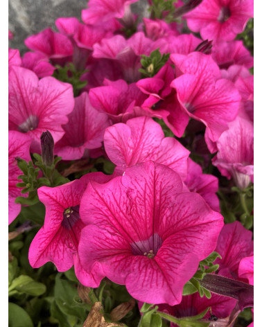 Hängepetunien Surfinia rosa