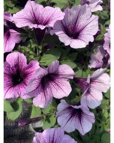 Hängepetunie Bordeaux