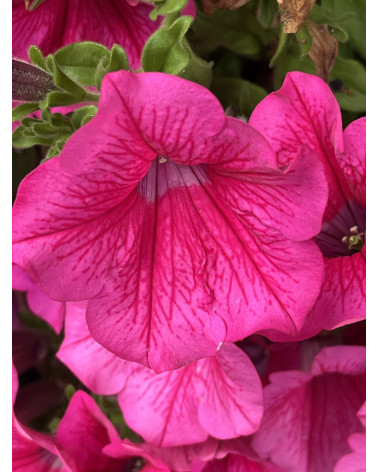 Hängepetunia Hot Pink
