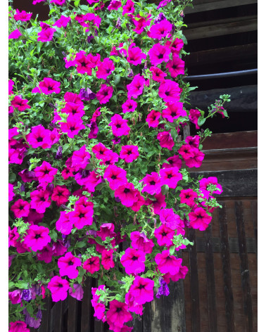 Hängepetunie violett (Purple)