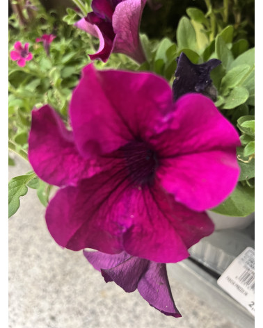 Hängepetunie violett (Purple)