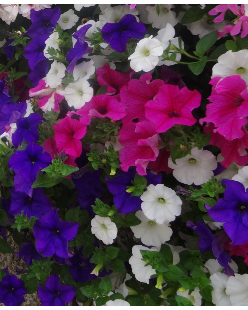Bergpetunie gemischt