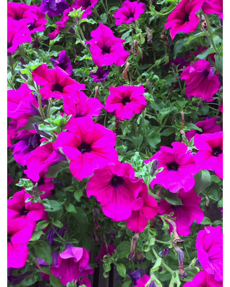 Hängepetunie violett purple