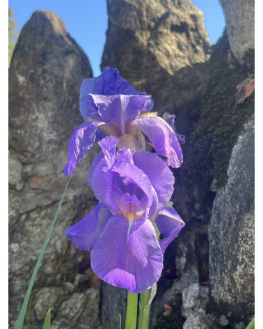 Iris germanica Domaso