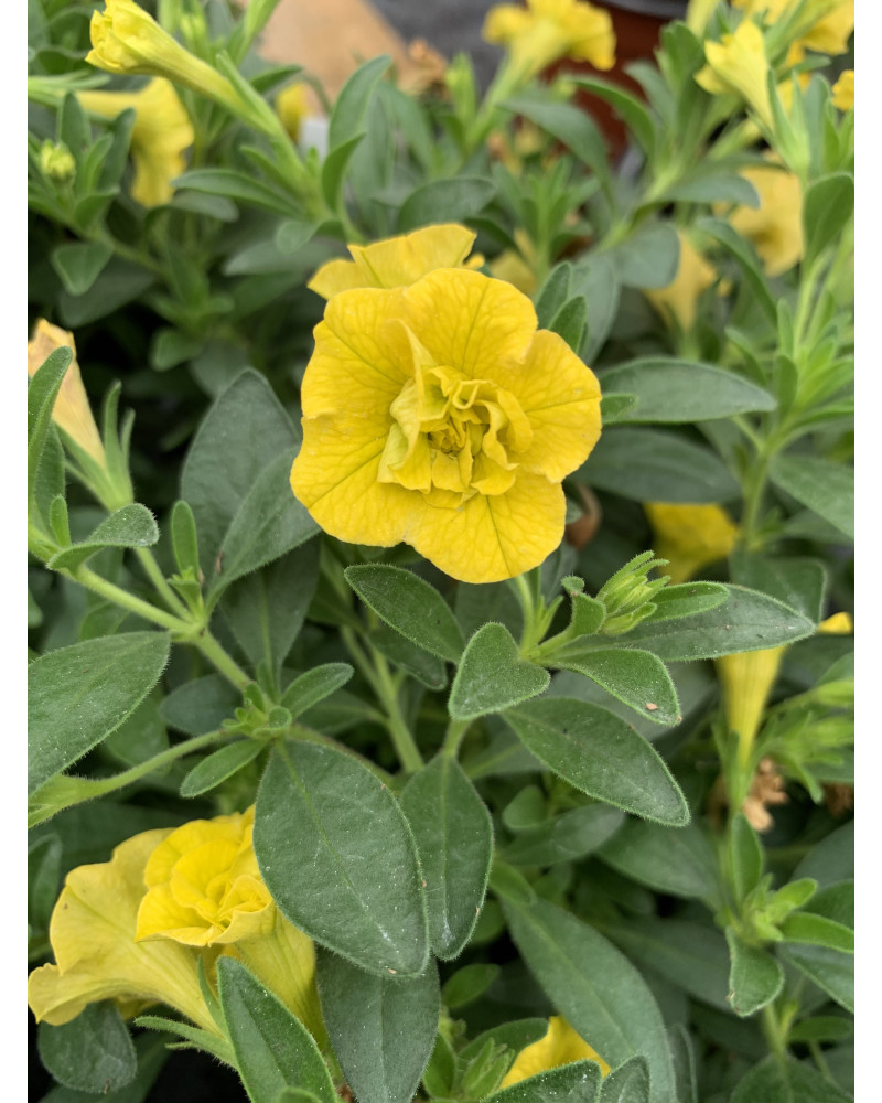 Million Bells gelb gefüllt