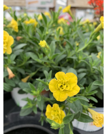 Million Bells gelb gefüllt