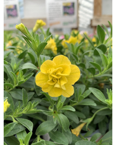 Million Bells gelb gefüllt