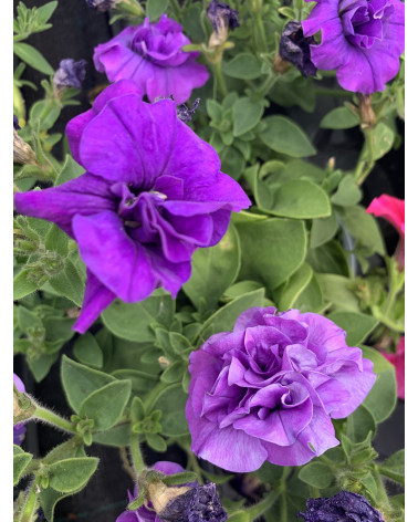 Rosenblütige Hängepetunie