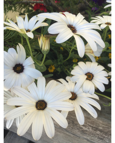 Echte Davoserli weiss