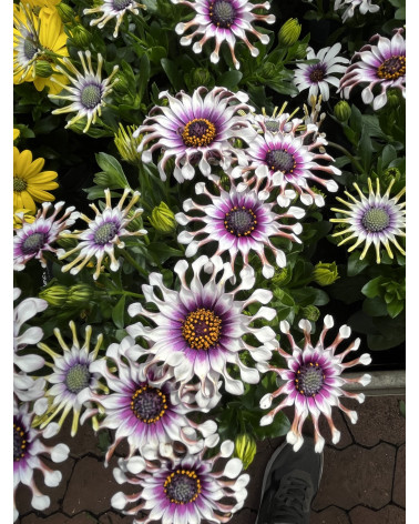 Kapkörbchen weiss löffelförmige Blüte, Osteospermum ecklonis aufrecht Pflanze