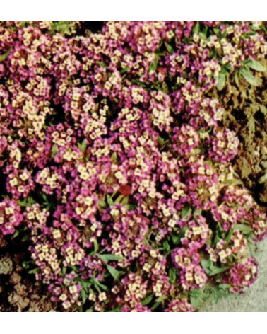 alyssum