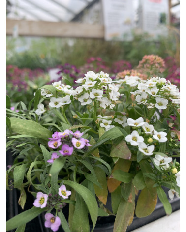 Lobularia maritmia Schutz Filisur Alyssum maritima