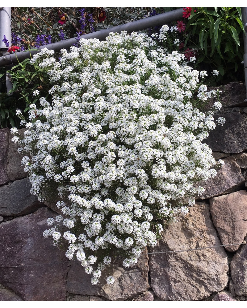 Lobularia maritmia Schutz Filisur Alyssum maritima